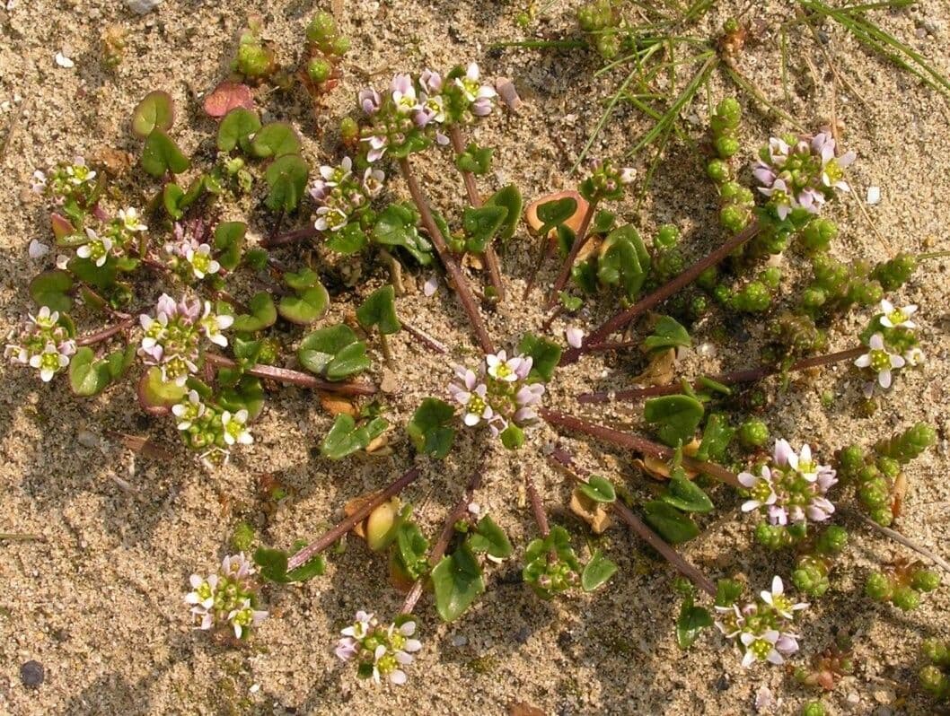 Coclearia danese 14