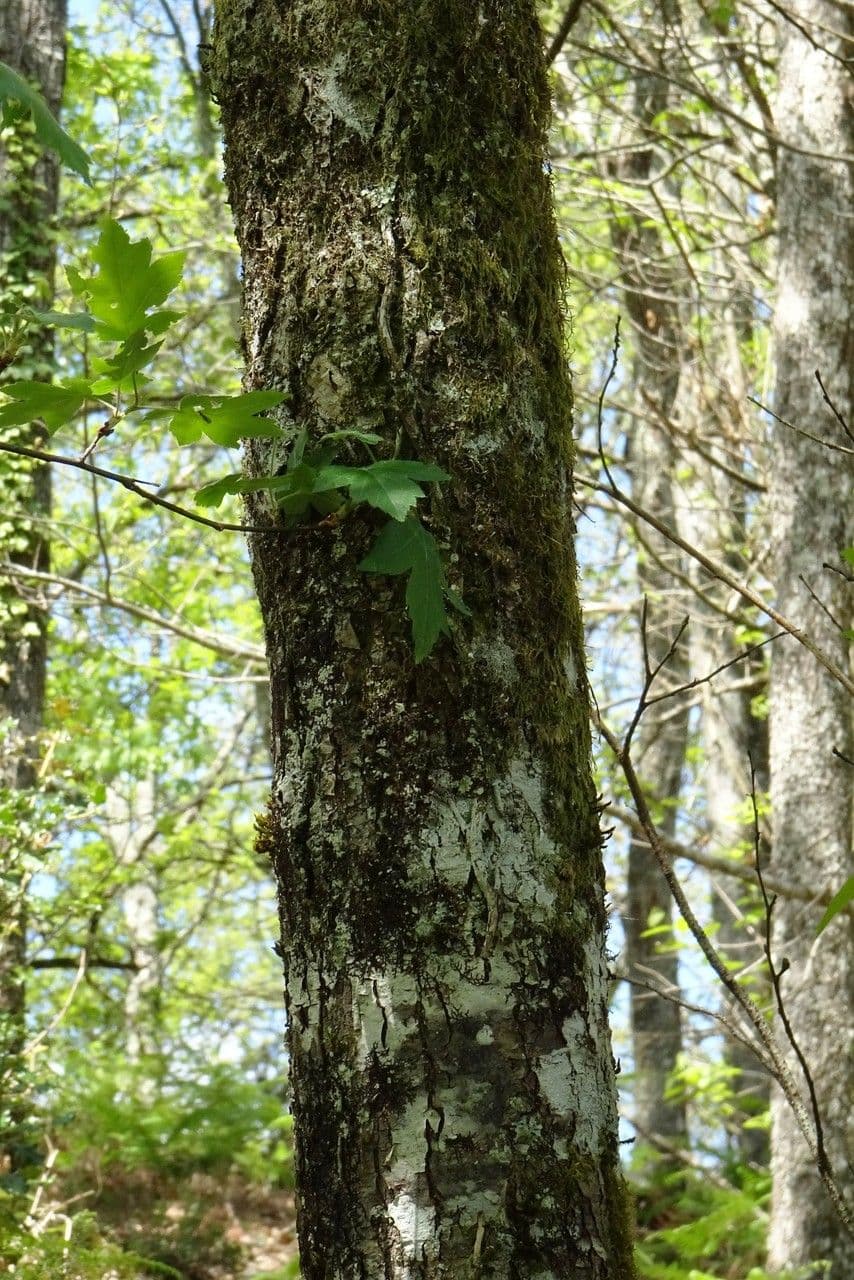Jarabina brekyňová 21