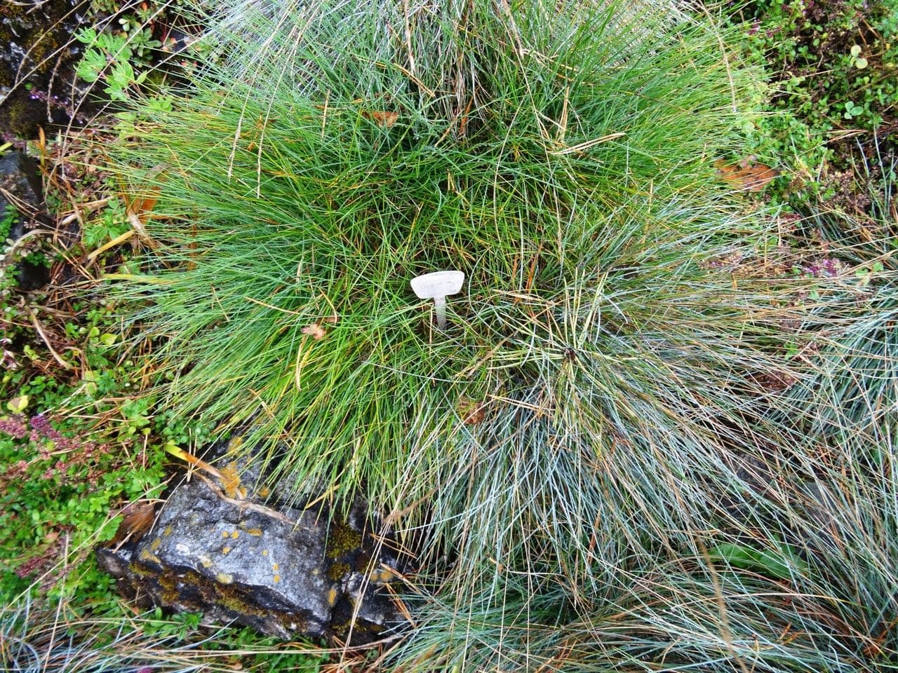 Blauschwingel 7