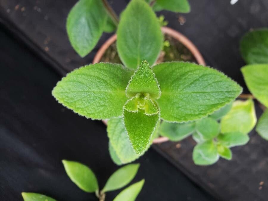 Sinningia incarnata 5