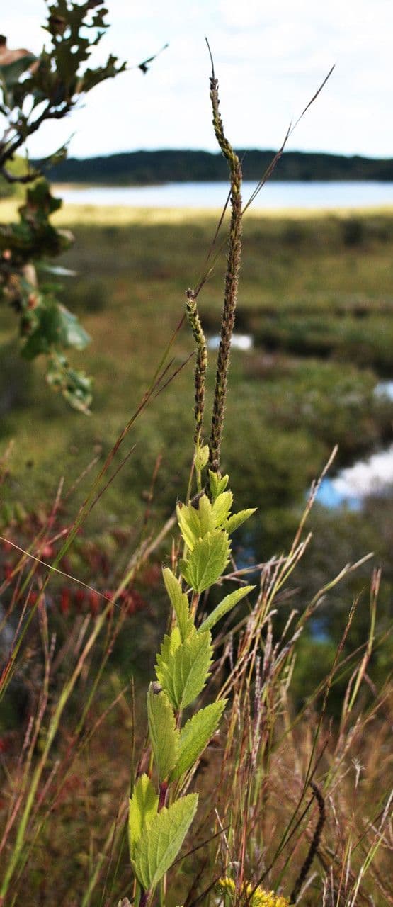 Verbena estricta 9