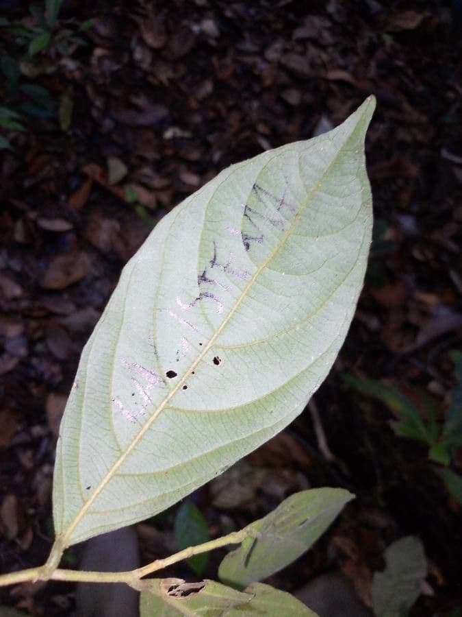 Lacistema grandifolium