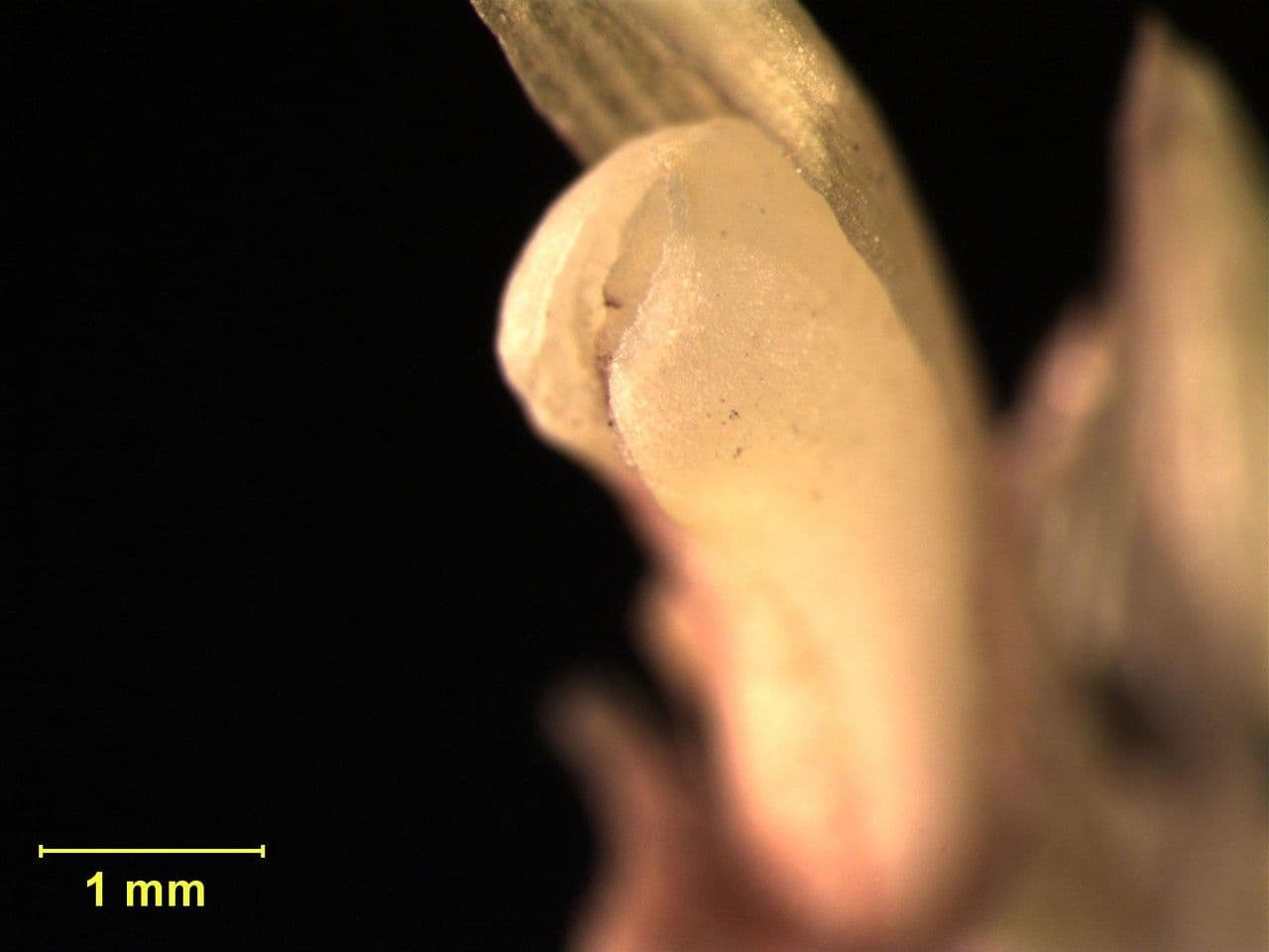 Maxillaria 15