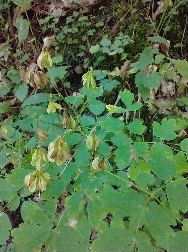 Akeleiblättrige Wiesenraute 4