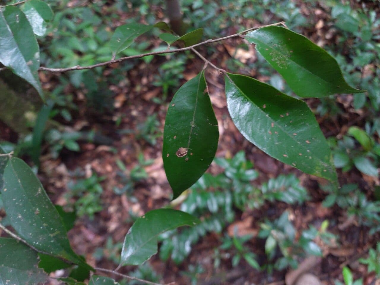 Licania 4