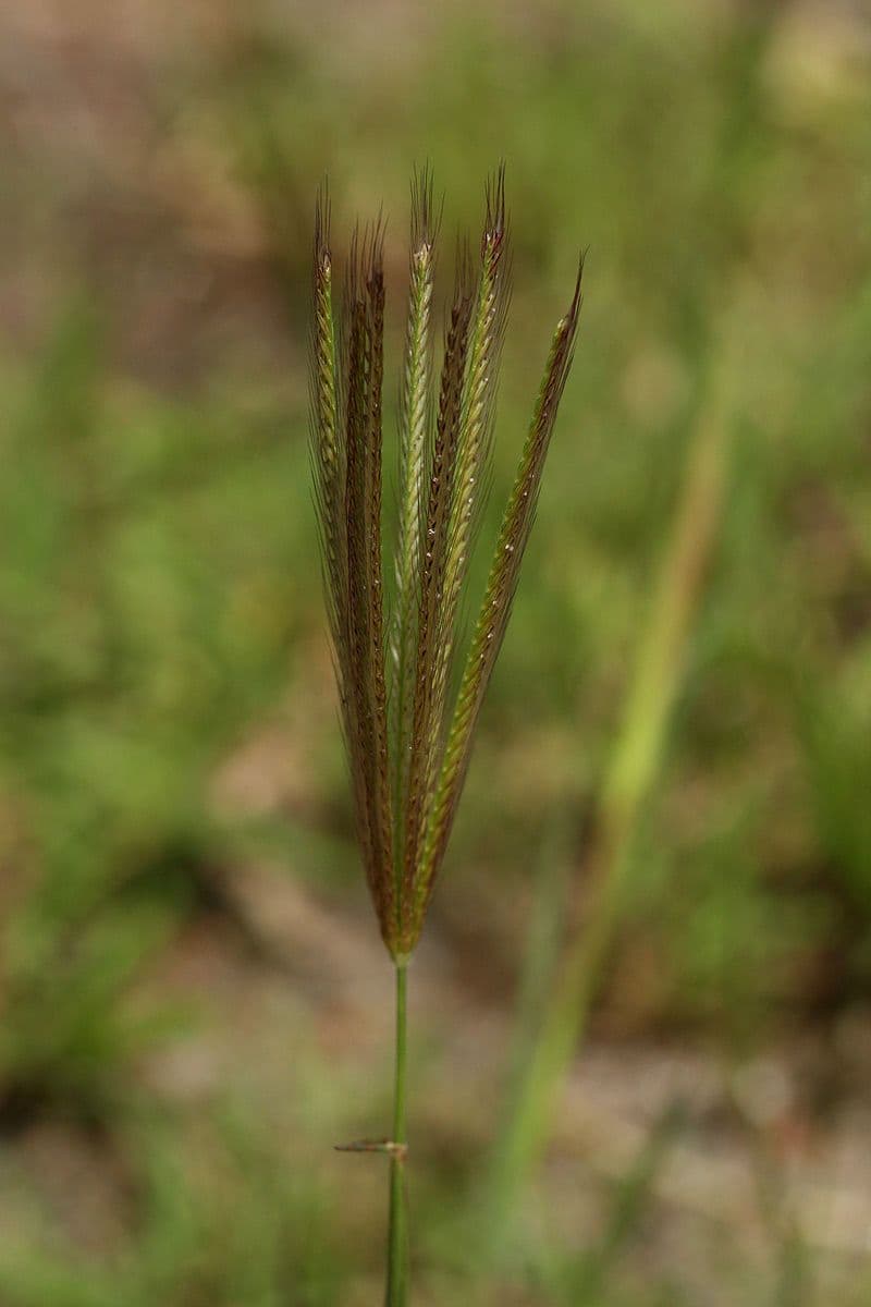 Chloris 2