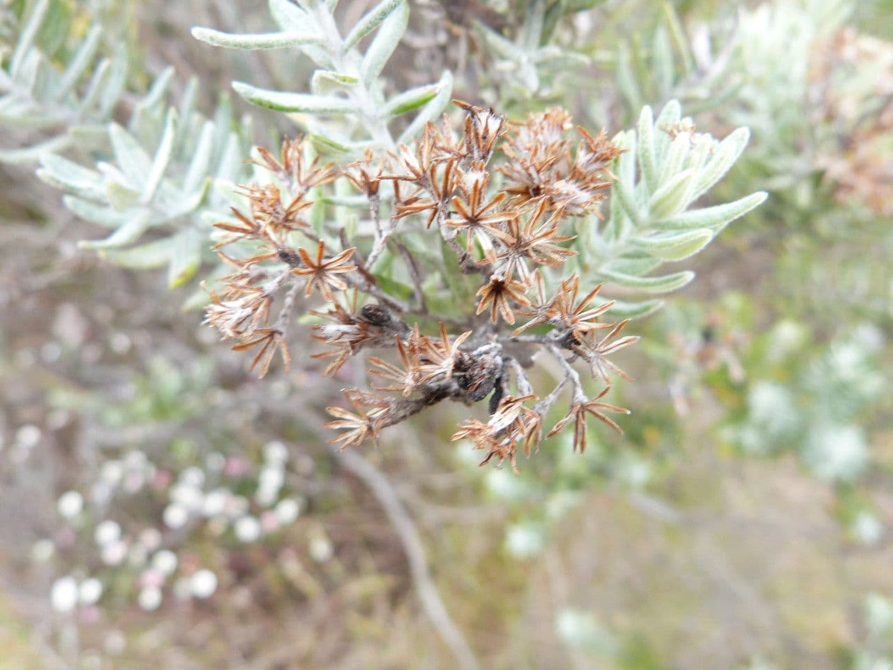 Hubertia 5