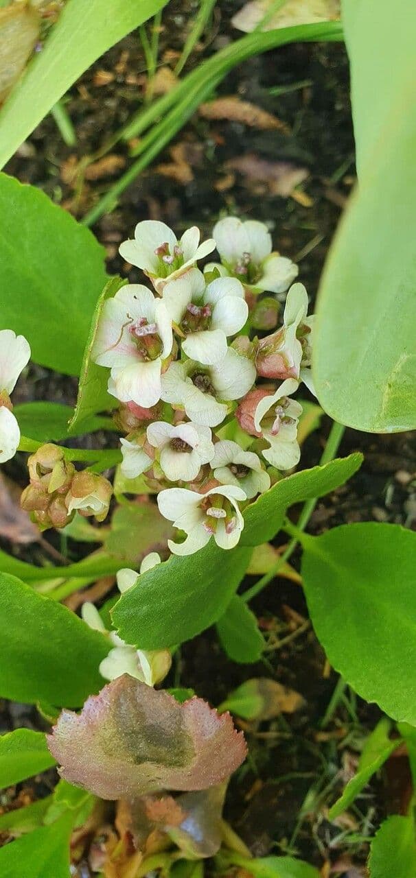 Bergenia Stracheya 2