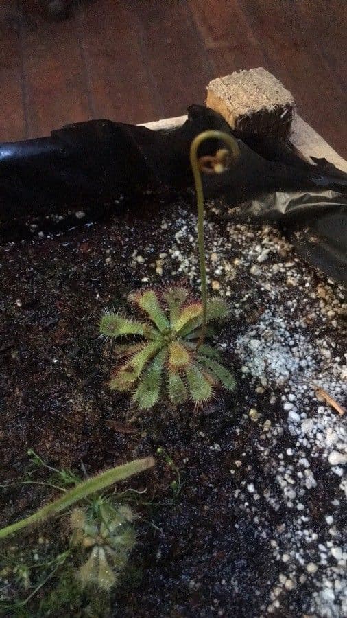 Drosera