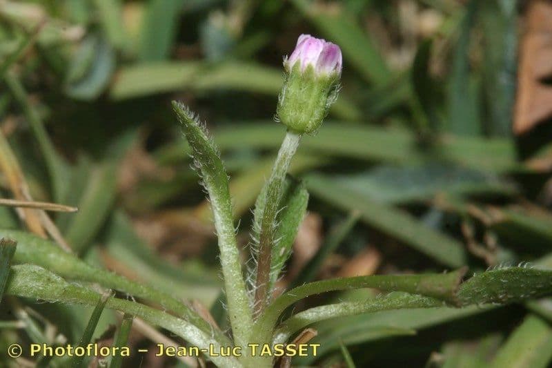 Bellium 6