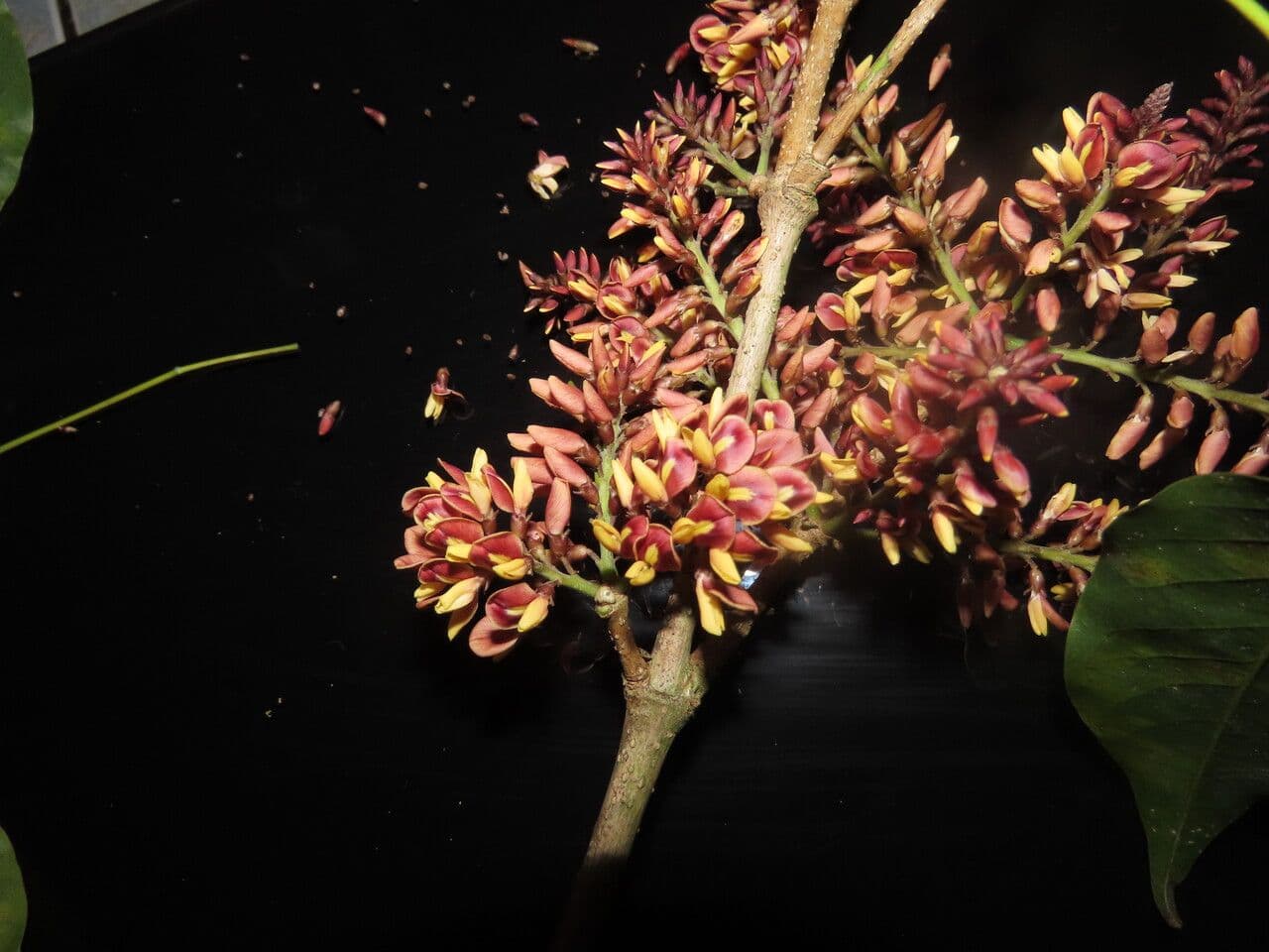 Platymiscium