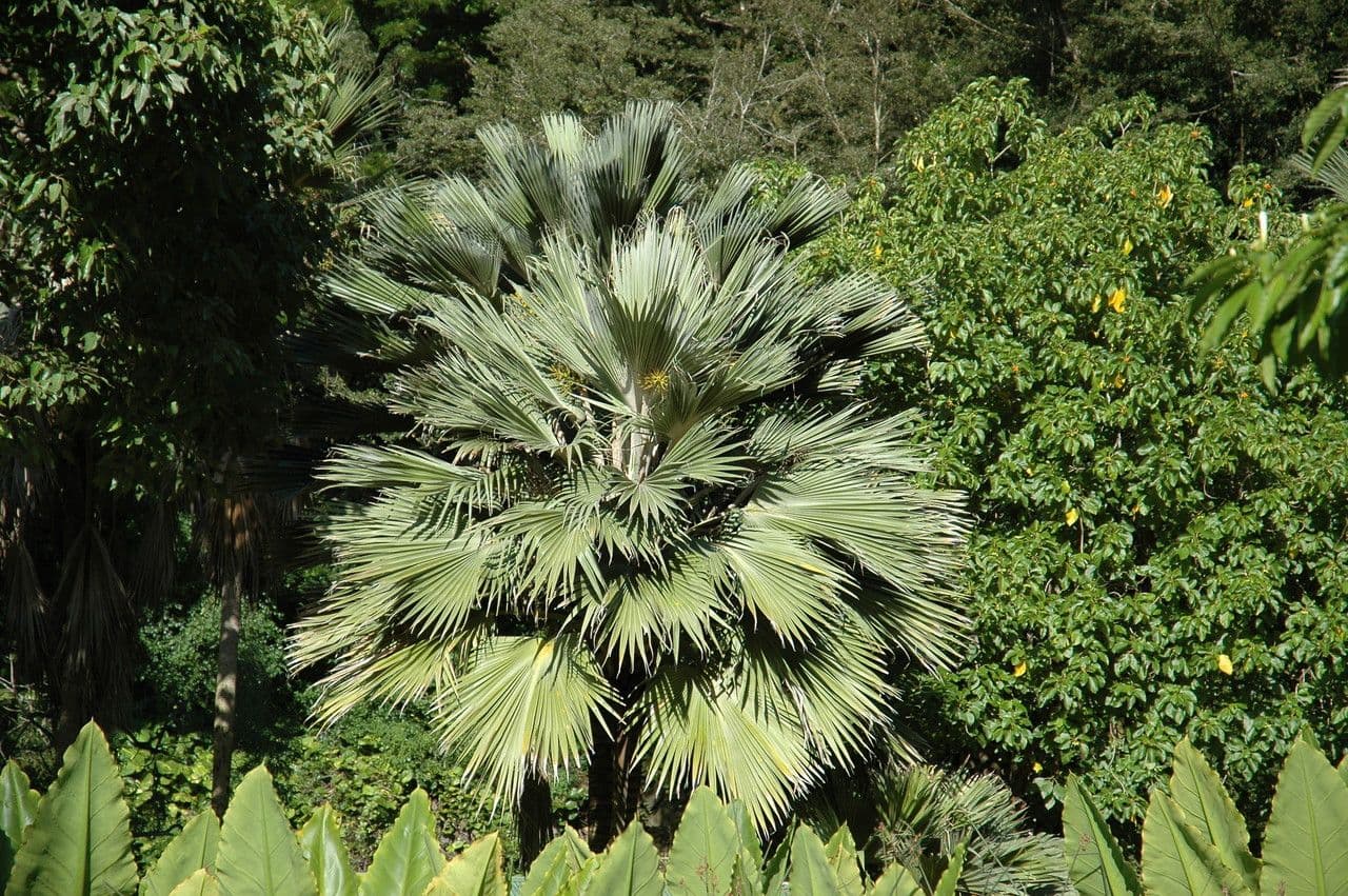Pritchardia 2