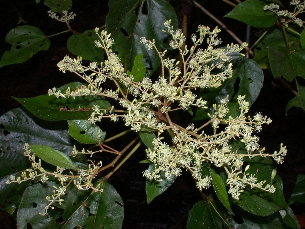 Heliocarpus 27