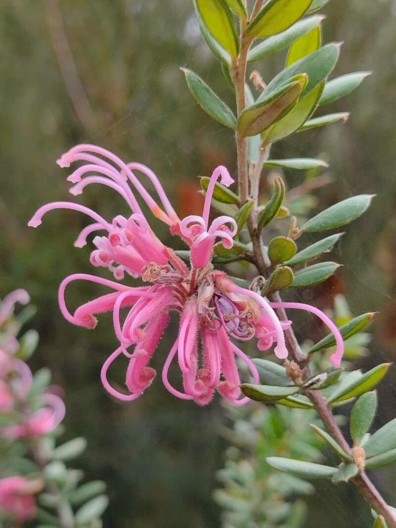 Grevillea sericea 5