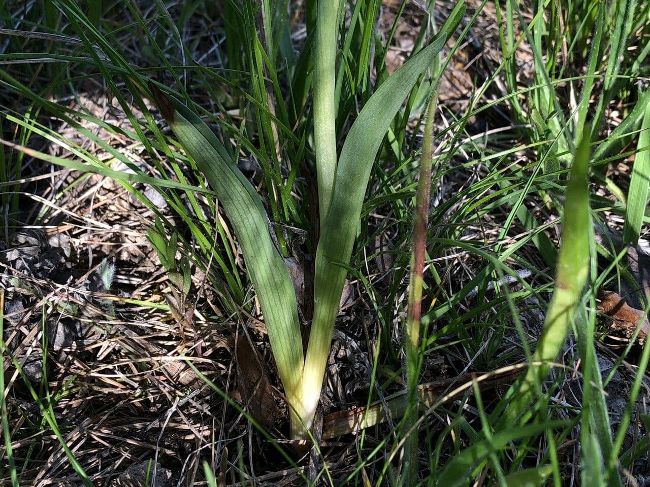Orchide bruciacchiata 18