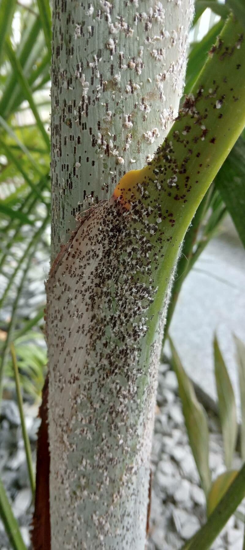 Areca dorée 30