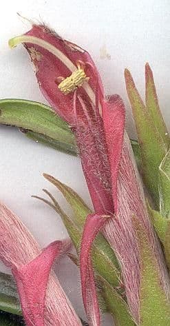 Columnea 23