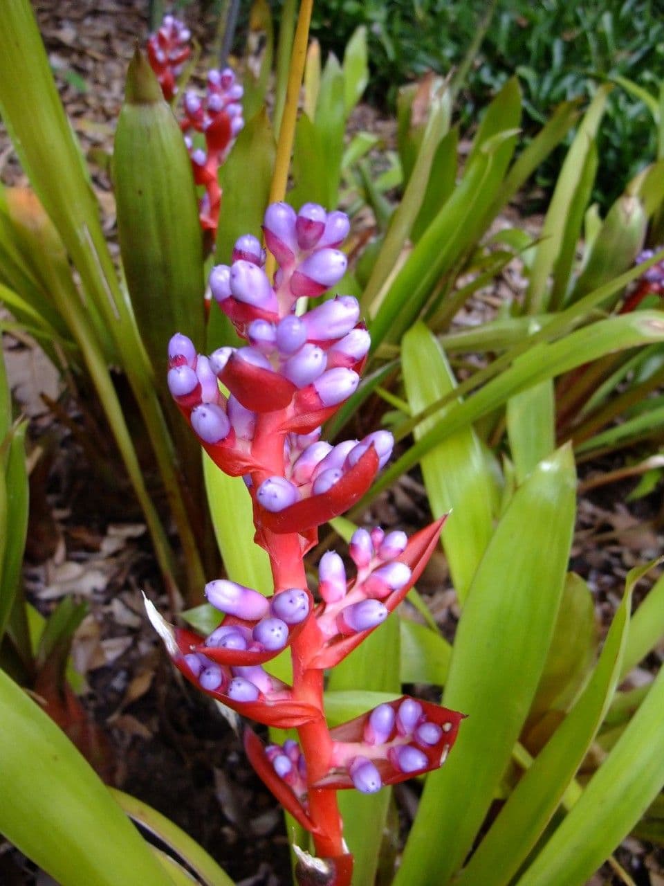 Aechmea 2