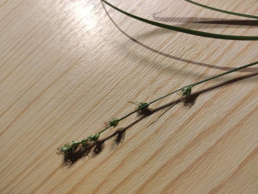 Carice stellata 16