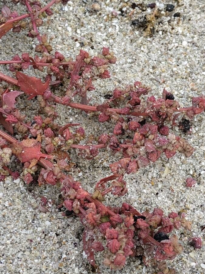Atriplex glabriuscula 6
