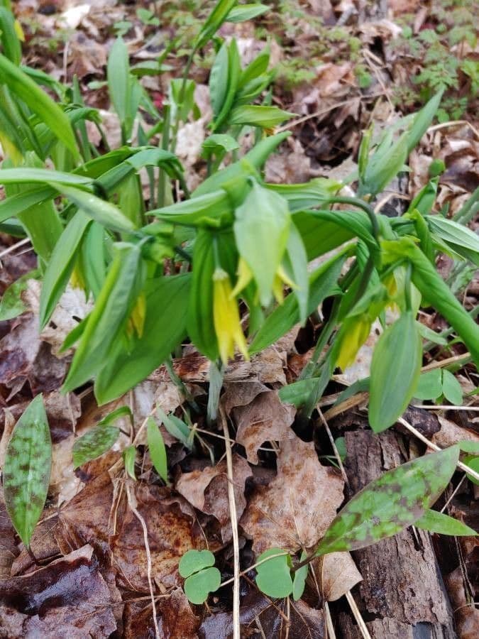 Uvularia perfoliata 5