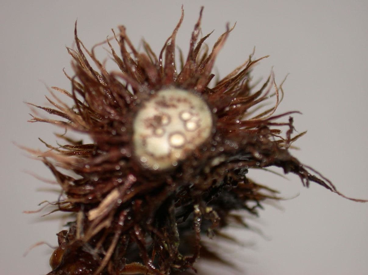 Polybotrya