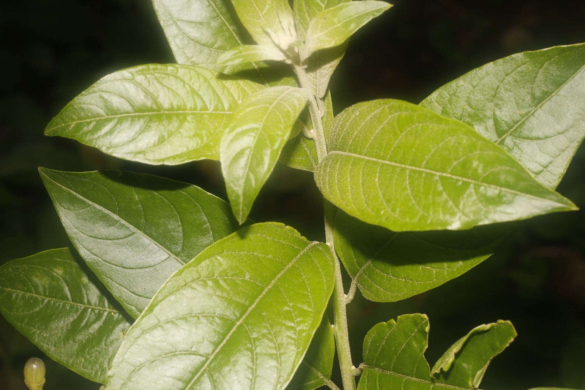 Cestrum 13