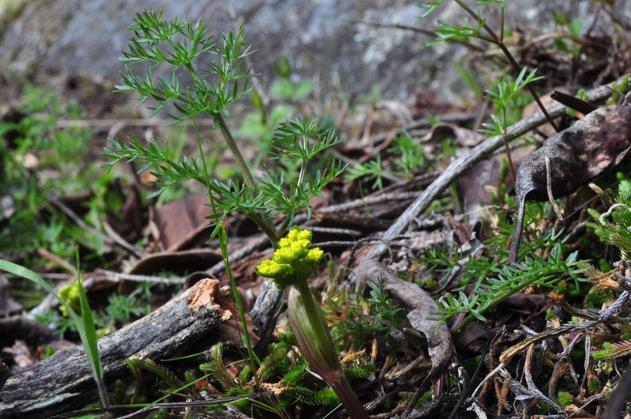 Lomatium 10