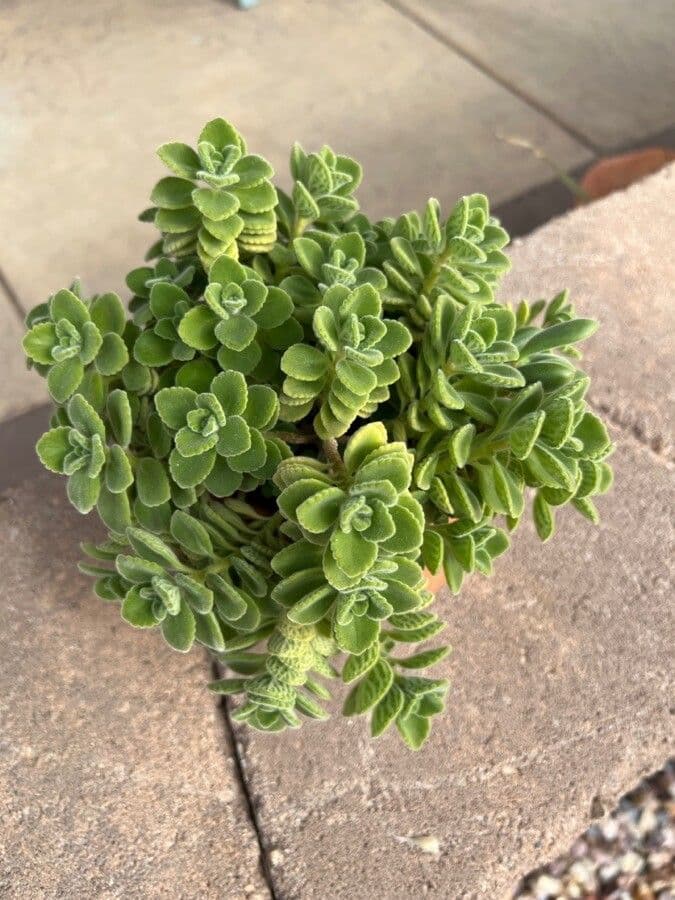 Plectranthus 13