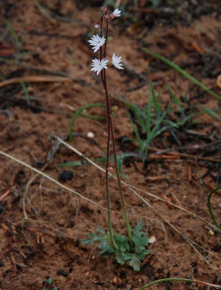 Lithophragma tenellum 4