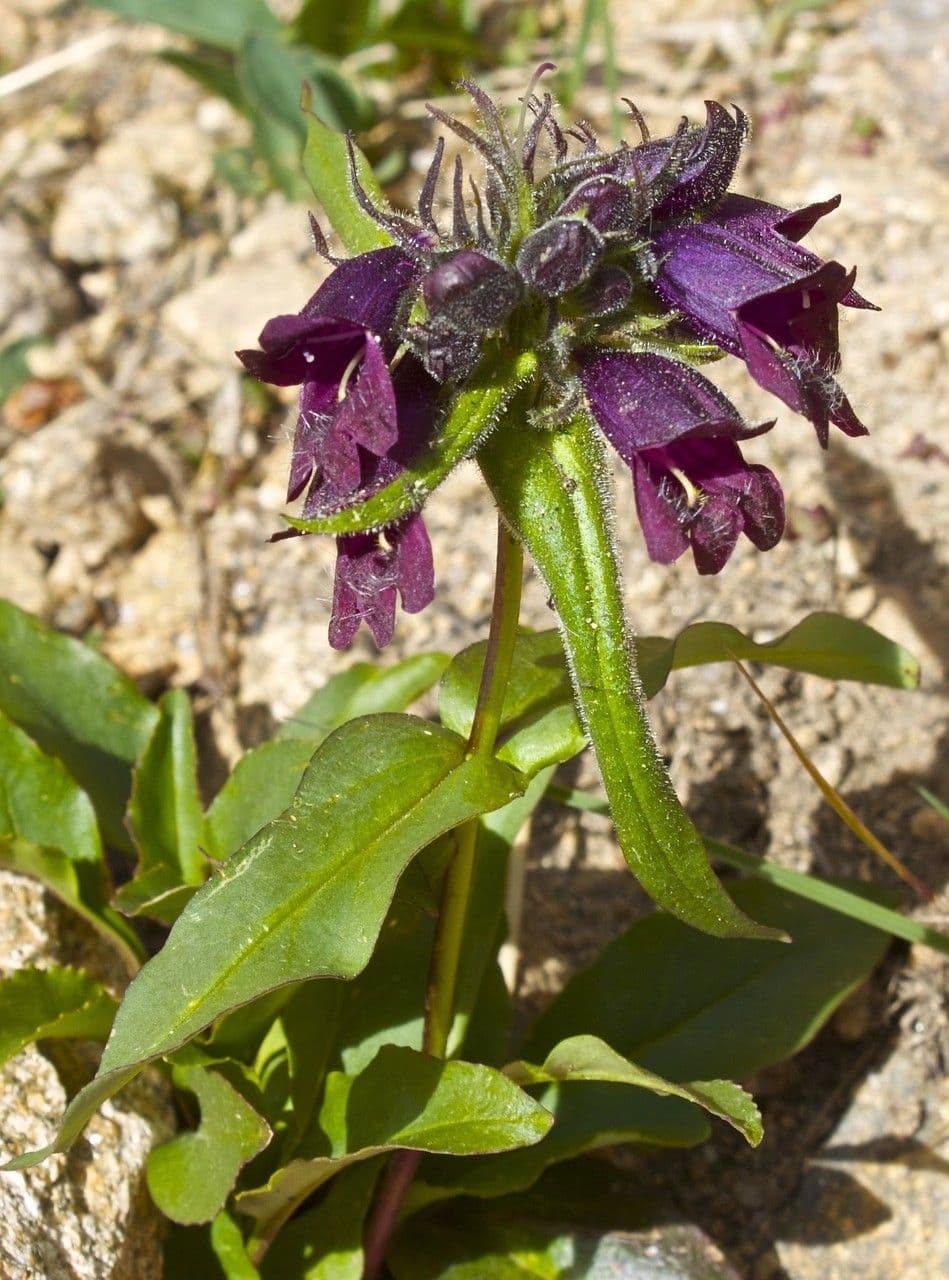 Penstemon 6