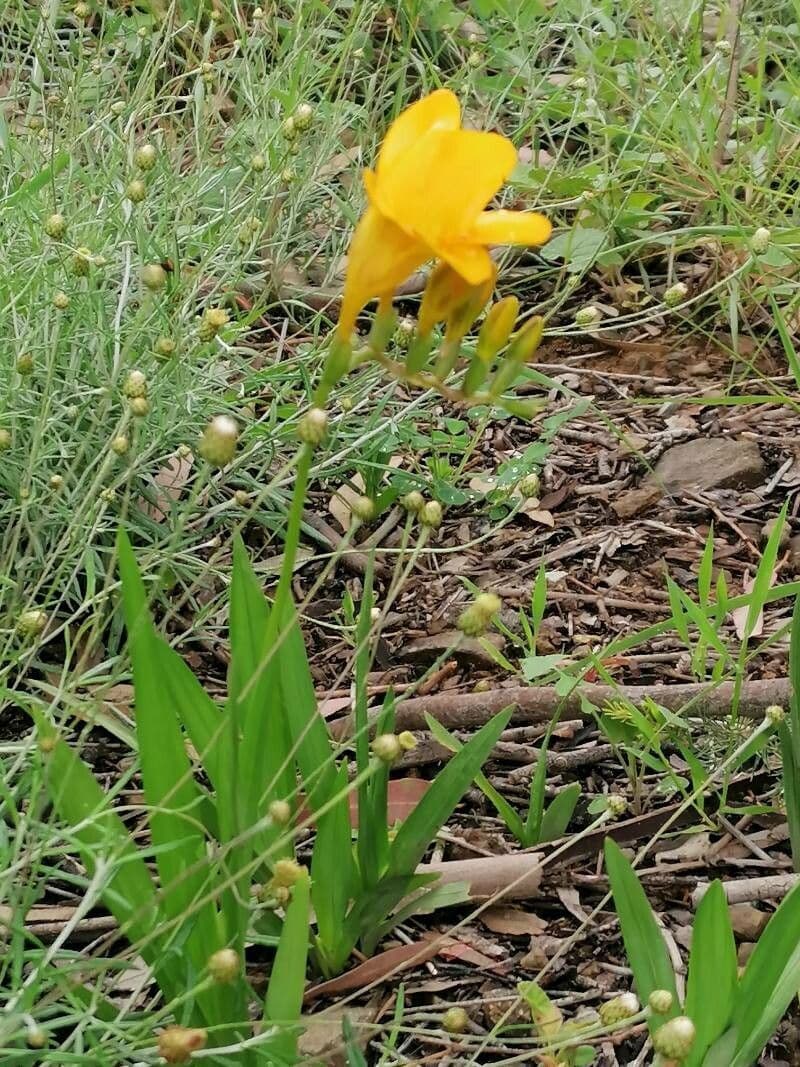 Freesia 7
