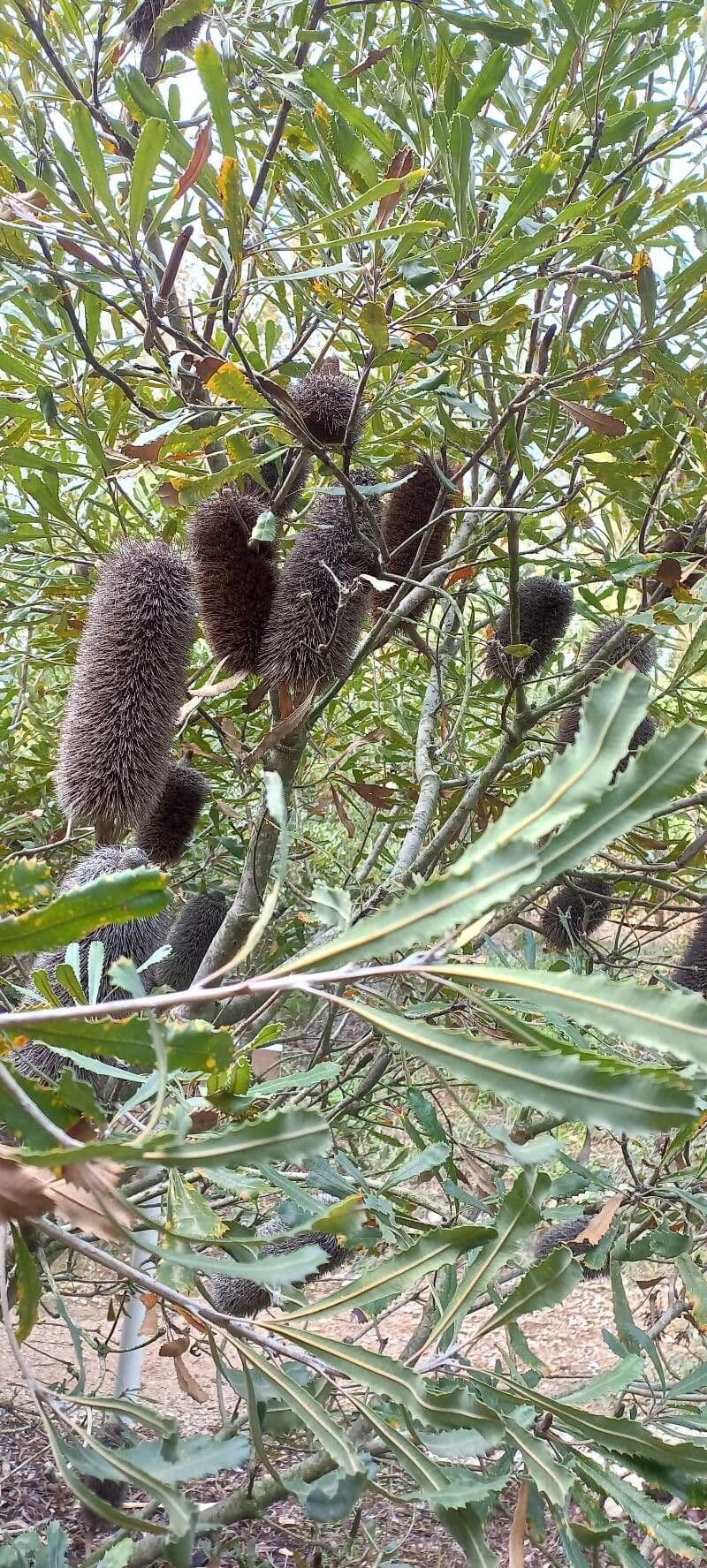 Banksia