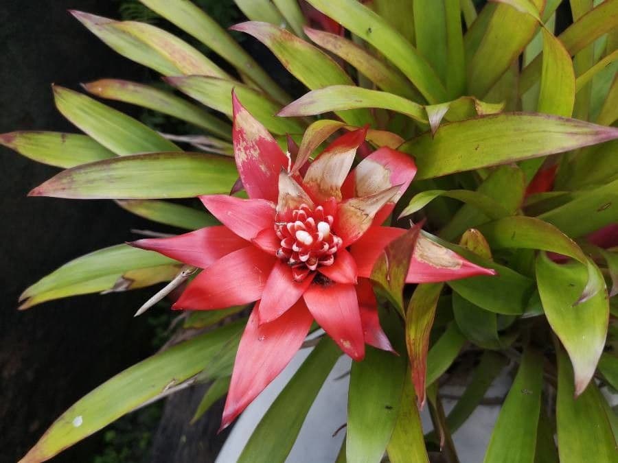 Guzmania