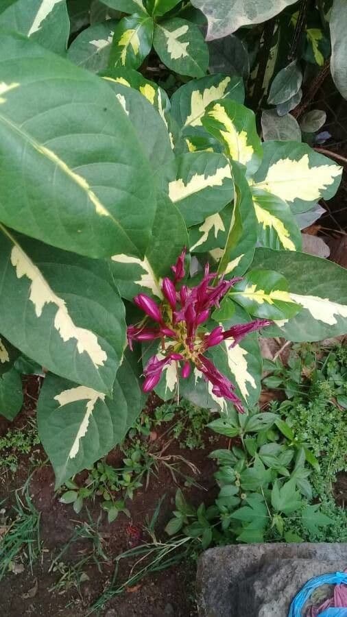 Graptophyllum pictum 4