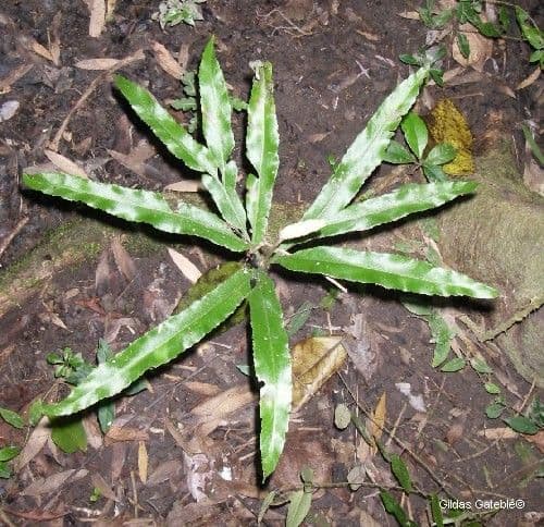 Helminthostachys 6