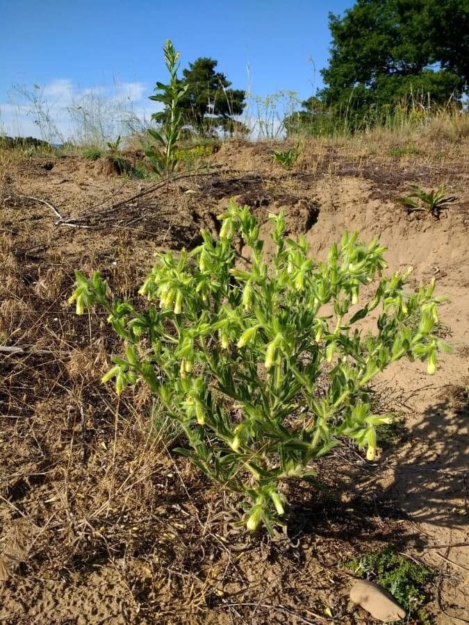Onosma 4