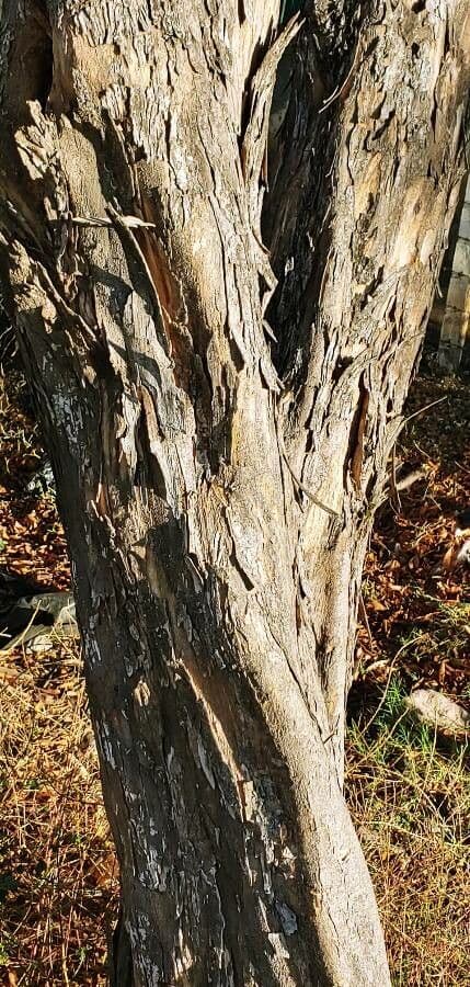 Pterocarpus erinaceus 17