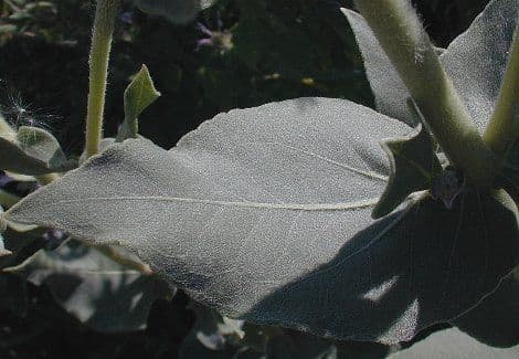 Asch-Sonnenblume 12