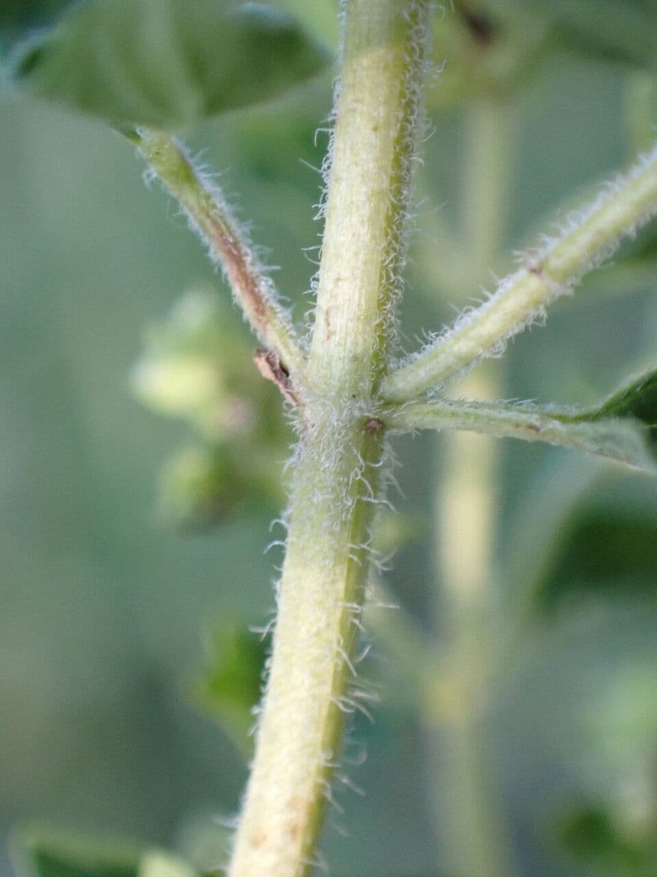 Oregano 21