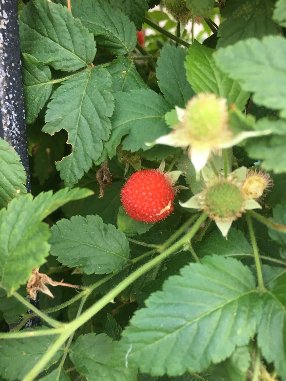 Rovo rosifoglio 5