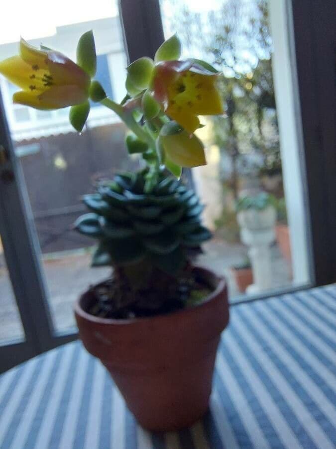 Echeveria 3