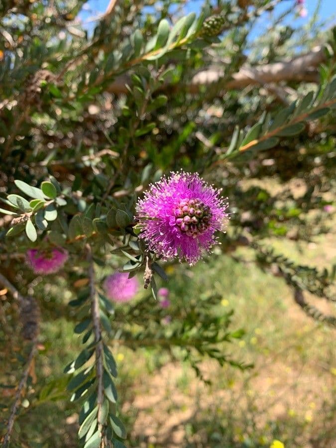 Melaleuca 6