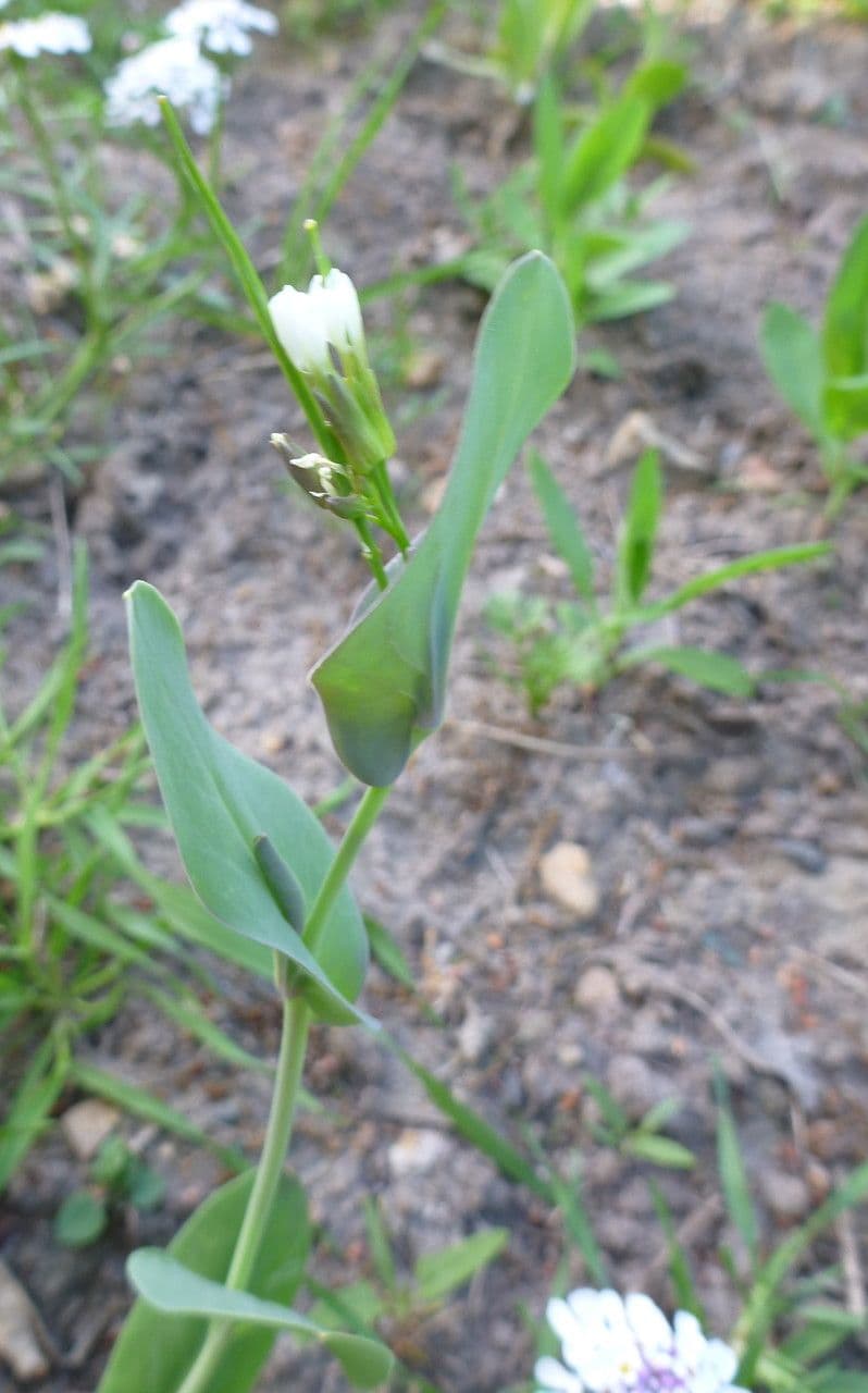 Conringia orientale 12