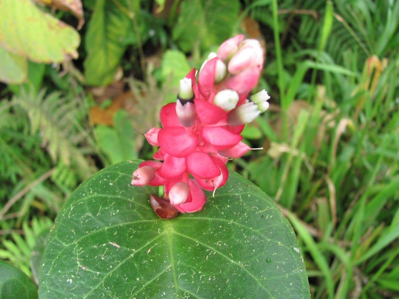 Cavendishia 6