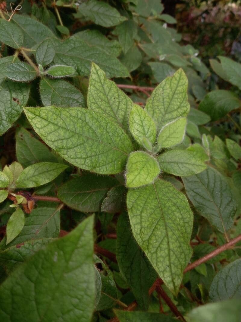 Rododendron Oldhamův 4