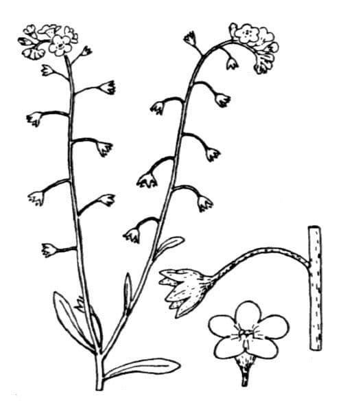 Miosotide lassa 24
