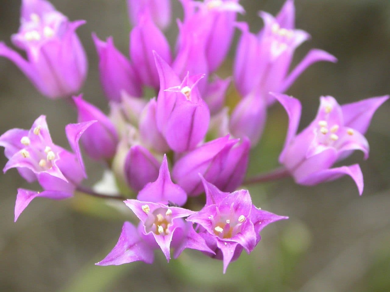 Aglio acuminato 5