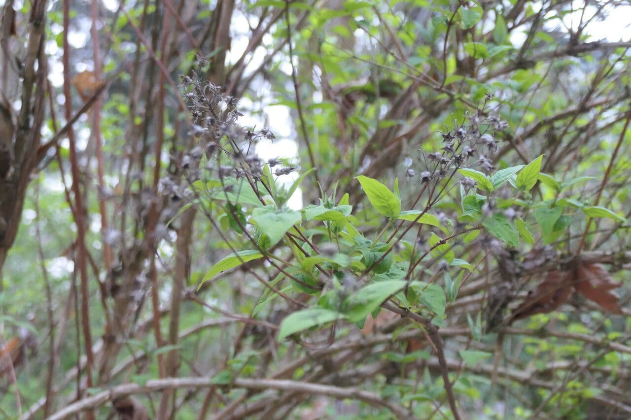 Deutzia 2