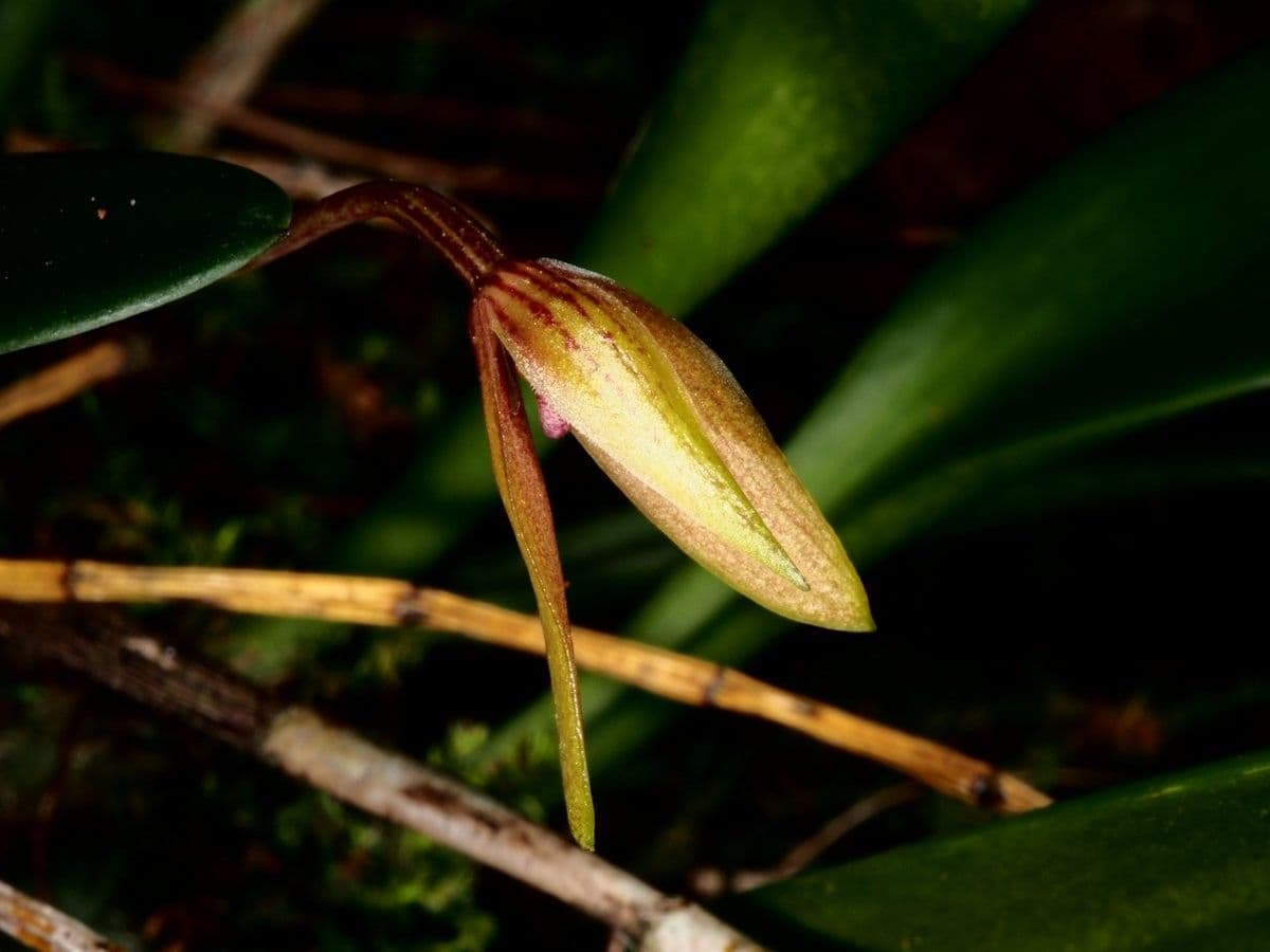 Bulbophyllum 4